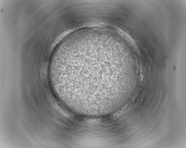 X0000087740155200705211021