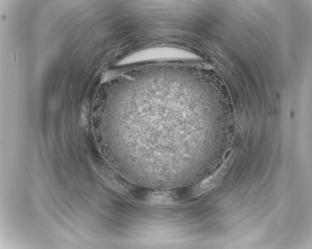 X0000087740175200705211021