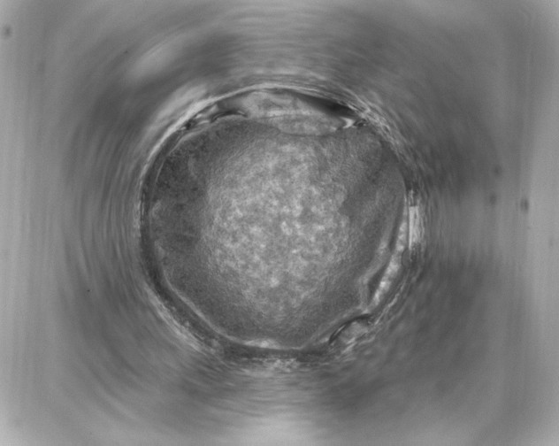 X0000087740243200705211019