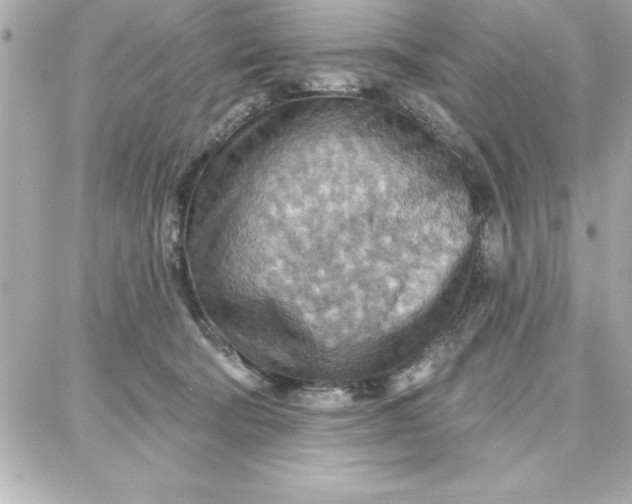 X0000087740322200705211019