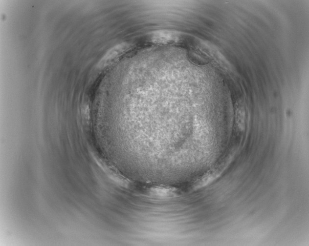 X0000087740375200705211018