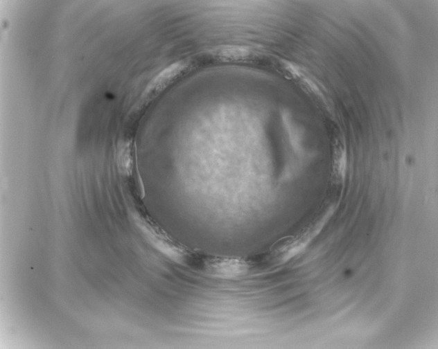 X0000087740383200705211018