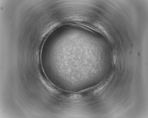 X0000087740398200705211017