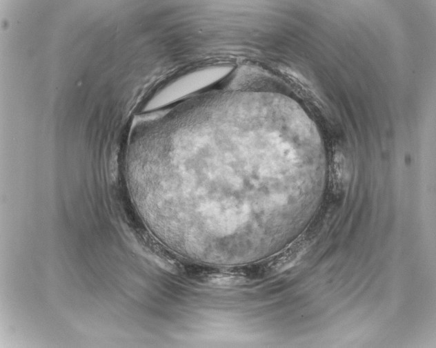 X0000087740504200705211016