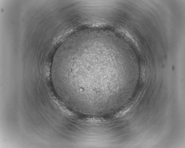 X0000087740545200705211015