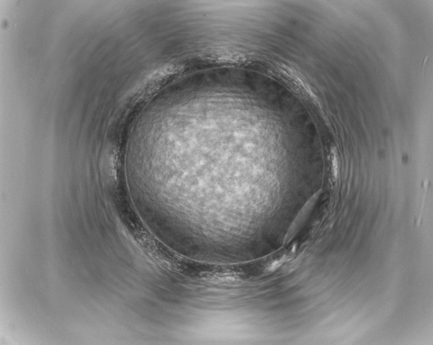 X0000087740643200705211013