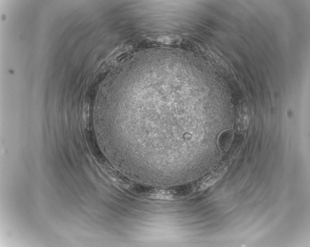 X0000087740656200705211013