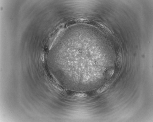 X0000087740659200705211013