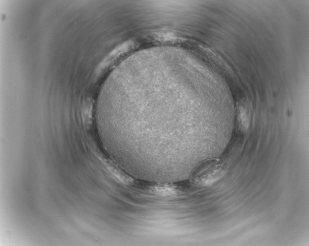 X0000087740668200705211014