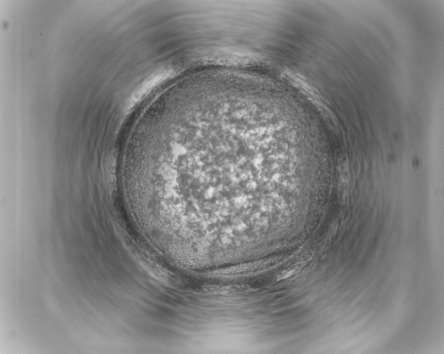 X0000087740679200705211013