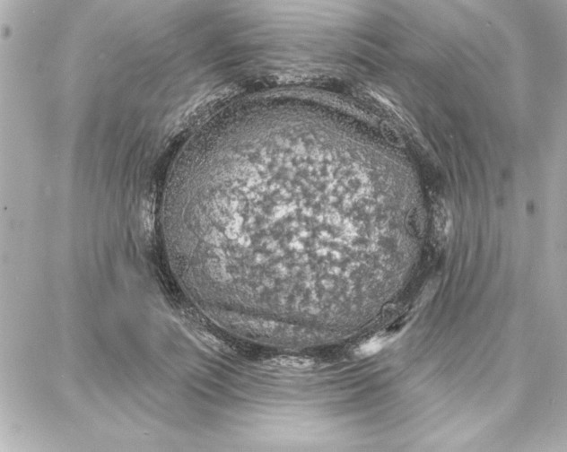 X0000087740691200705211013