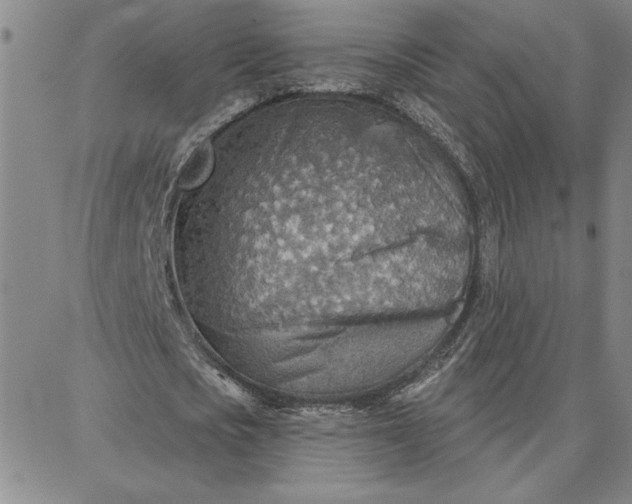 X0000087740721200705211011