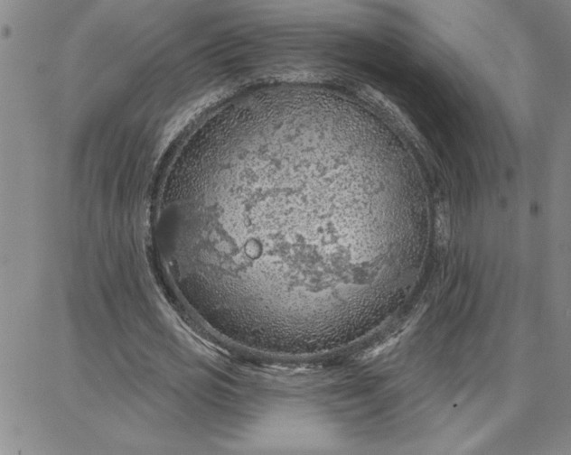 X0000087740725200705211011