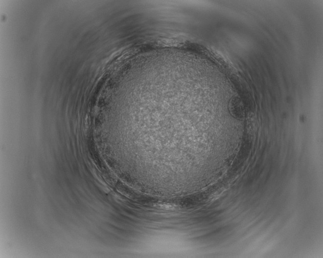 X0000087740741200705211012