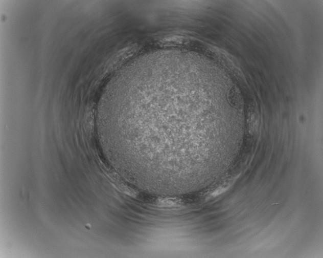 X0000087740753200705211012