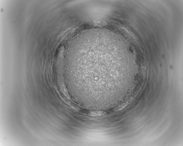 X0000087740757200705211012