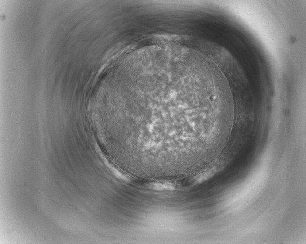 X0000087740765200705211012