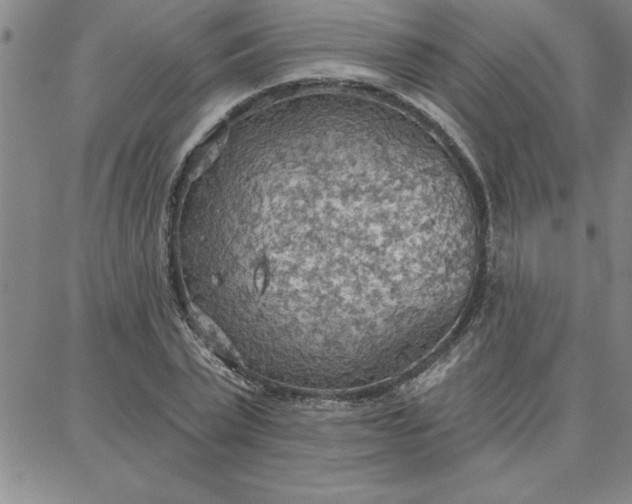 X0000087740783200705211011