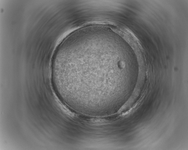 X0000087740795200705211011