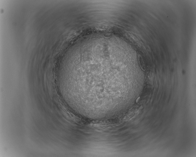 X0000087740817200705211010