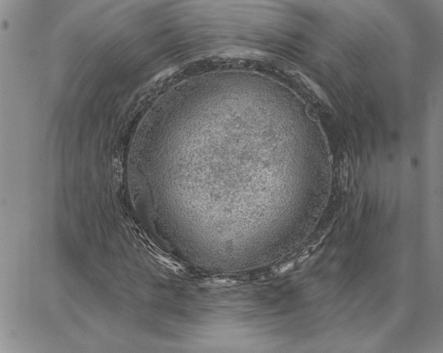 X0000087740821200705211010