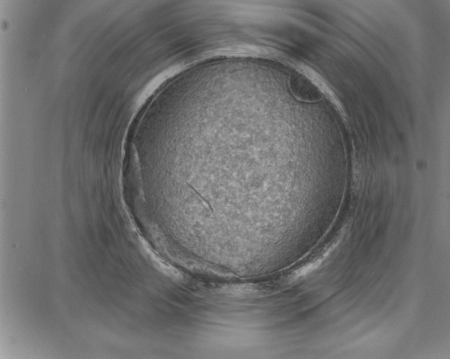 X0000087740845200705211010