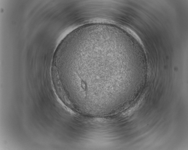 X0000087740847200705211010