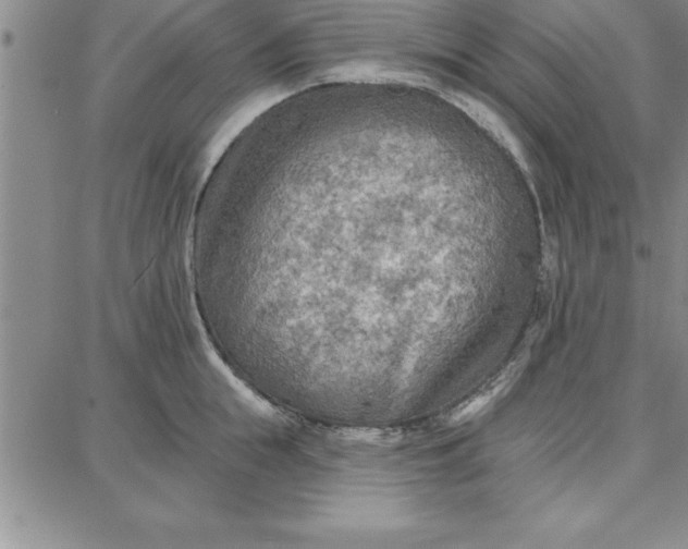 X0000087740855200705211010