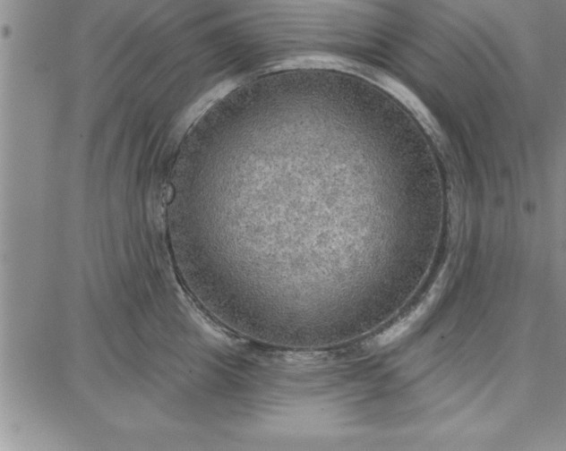 X0000087740857200705211010