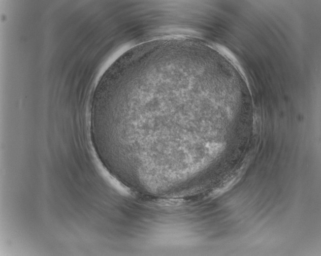 X0000087740859200705211010