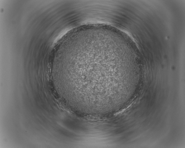 X0000087740871200705211010