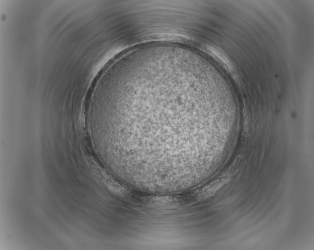 X0000087740883200705211010