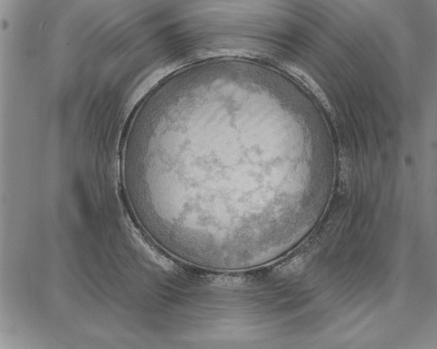 X0000087740890200705211009