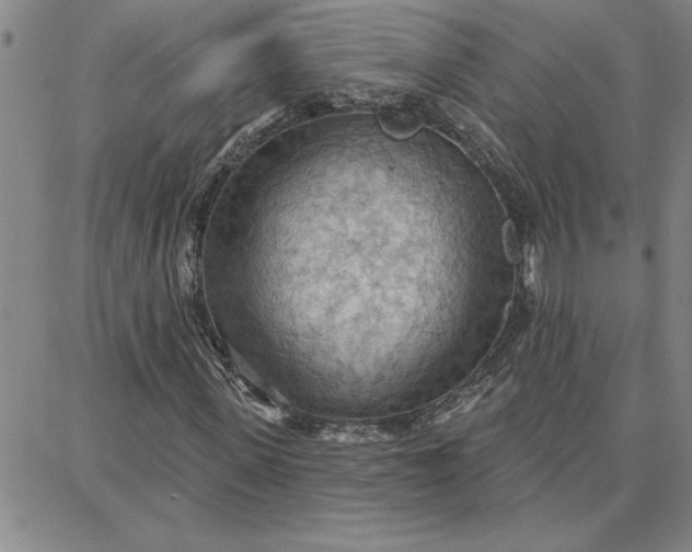 X0000087740915200705211008