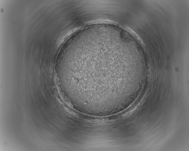 X0000087740937200705211009