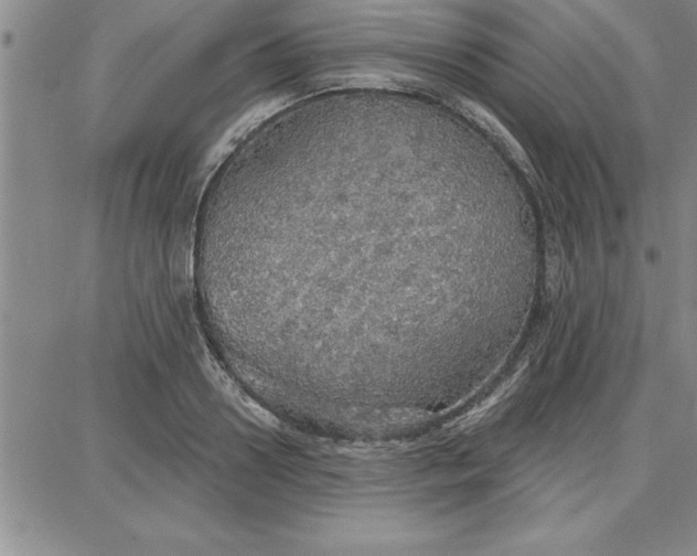 X0000087740938200705211009