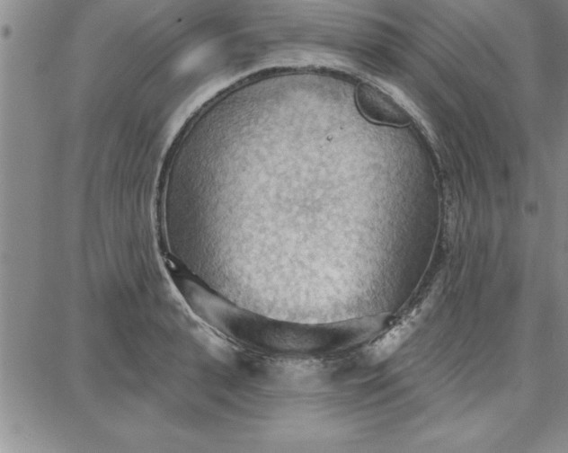 X0000087740943200705211009