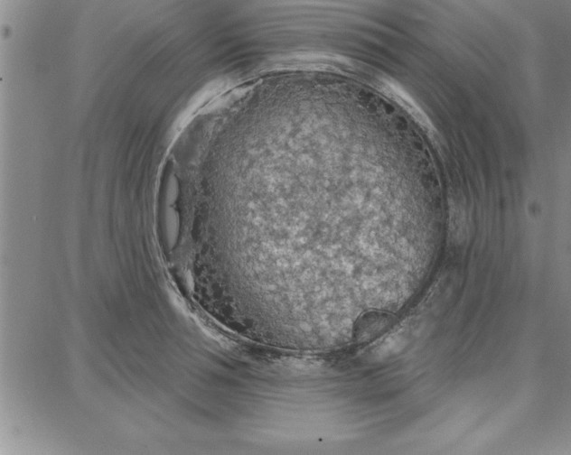 X0000087740994200705211008