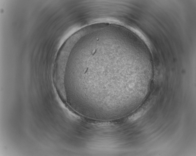 X0000087740999200705211008