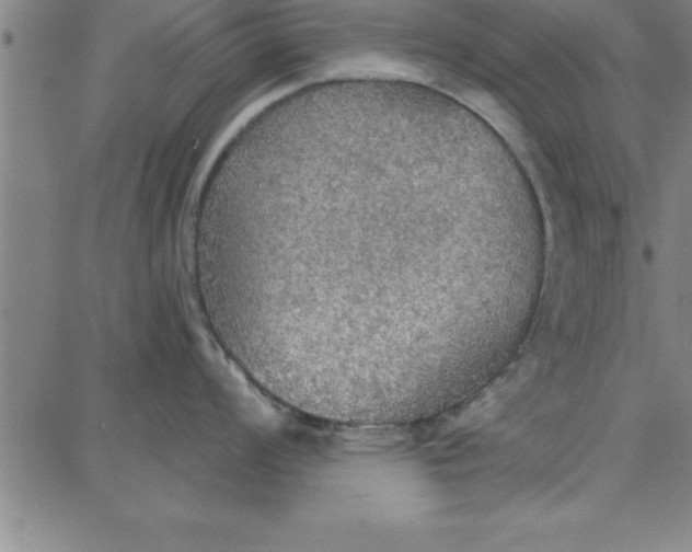 X0000087741008200705211007