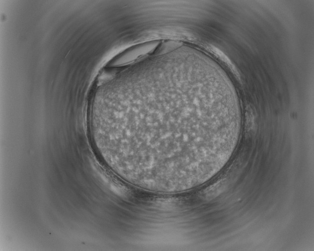 X0000087741035200705211007