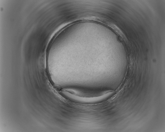 X0000087741036200705211007