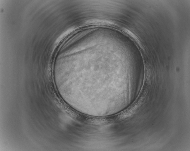 X0000087741074200705211006