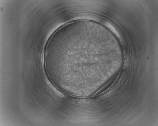 X0000087741084200705211006