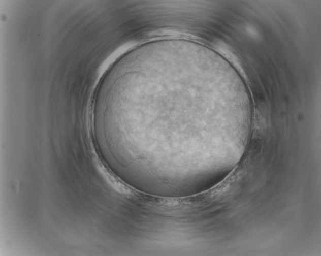 X0000087741098200705211006