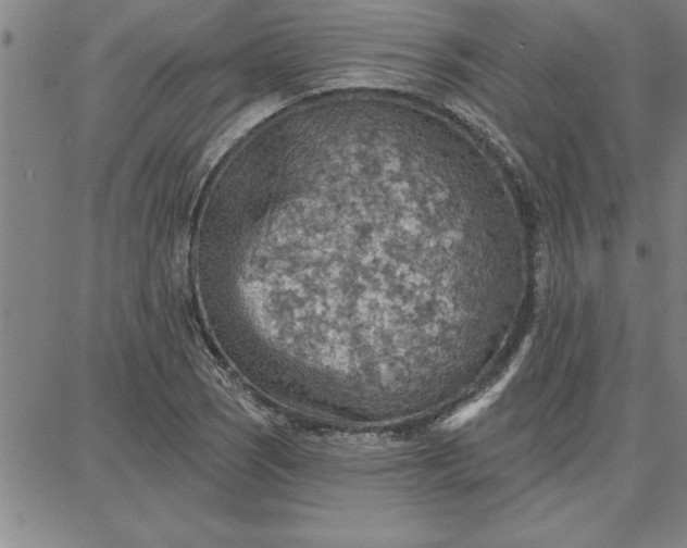 X0000087741121200705211005