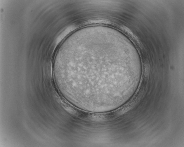 X0000087741274200705211003