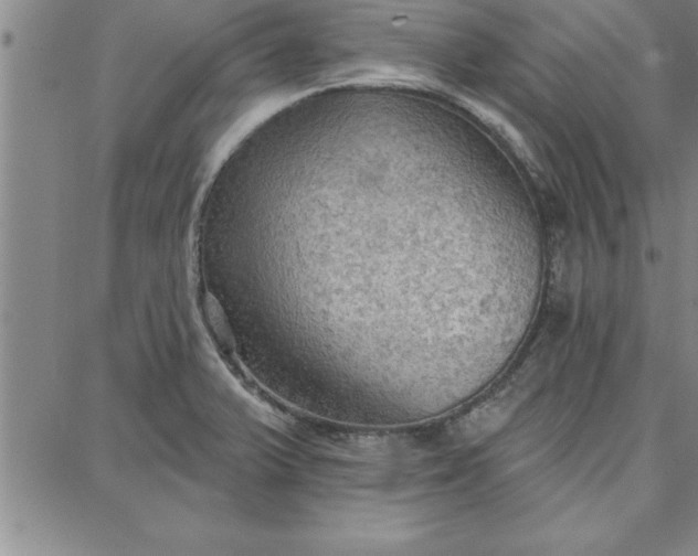 X0000087741375200705211001