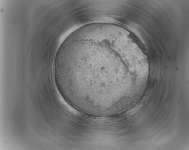 X0000087741387200705211001