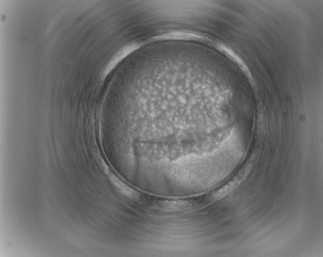 X0000087741425200705211001